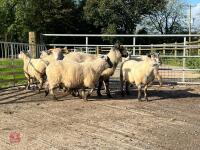 8 FLOCK AGE EWES BIDS PER LIFE - 12