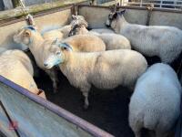 8 FLOCK AGE EWES BIDS PER LIFE - 13