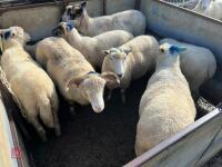 8 FLOCK AGE EWES BIDS PER LIFE - 14