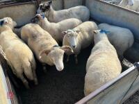 8 FLOCK AGE EWES BIDS PER LIFE - 15