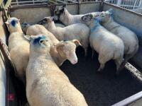 8 FLOCK AGE EWES BIDS PER LIFE - 16