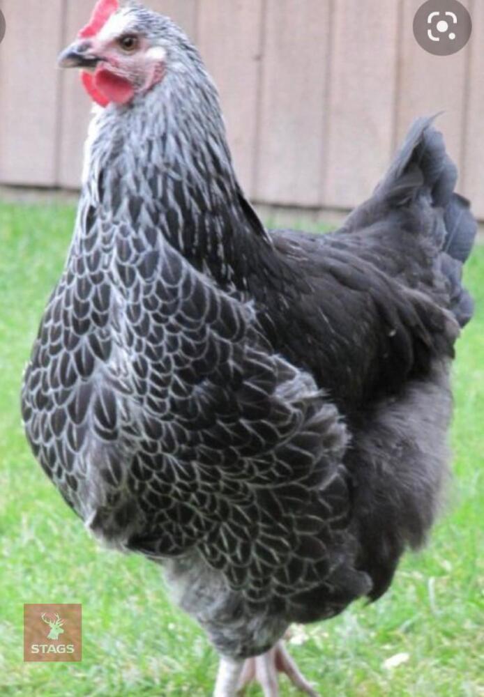 3 SILVER SUSSEX PULLETS BIDS PER LIFE