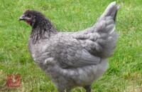 3 BLUE MARAN PULLETS BIDS PER LIFE