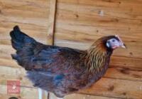 3 GOLD PARTRIDGES PULLETS BIDS PER LIFE