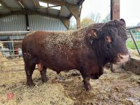 PEDIGREE RED RUBY DEVON 6YO BULL