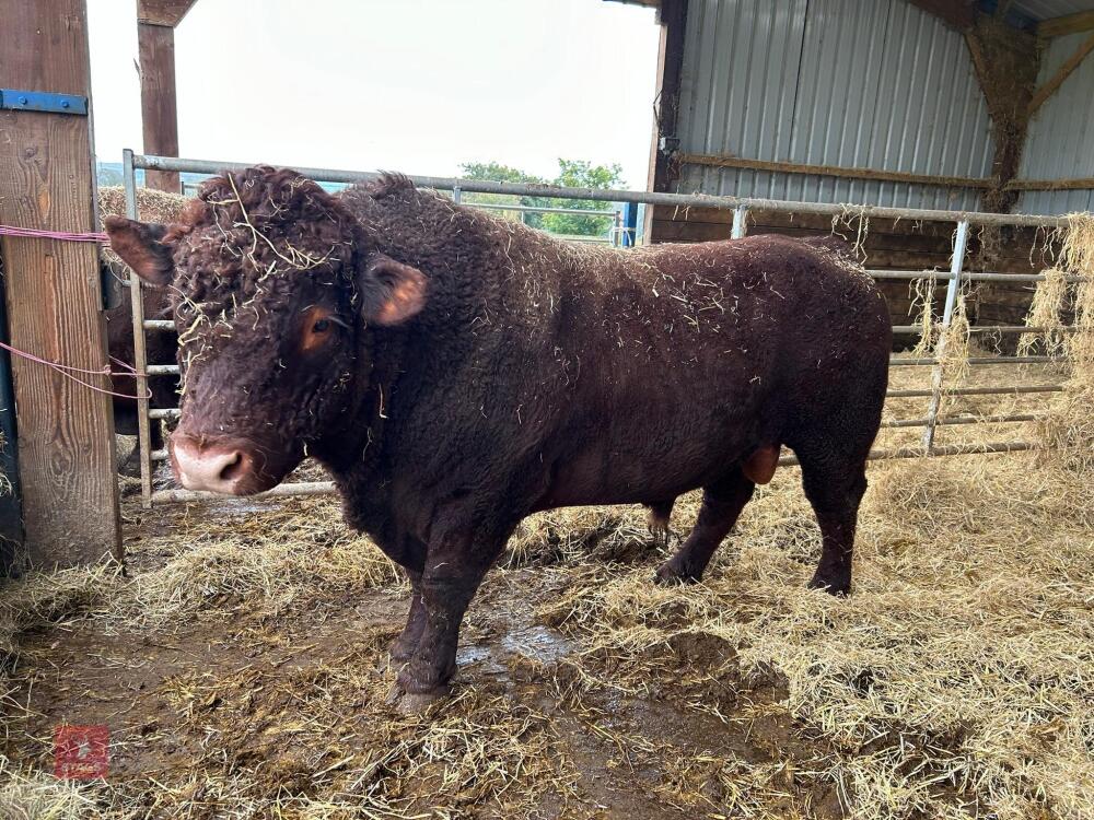 PEDIGREE RED RUBY DEVON 3YO BULL