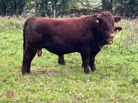 PEDIGREE RED RUBY DEVON 18MO BULL