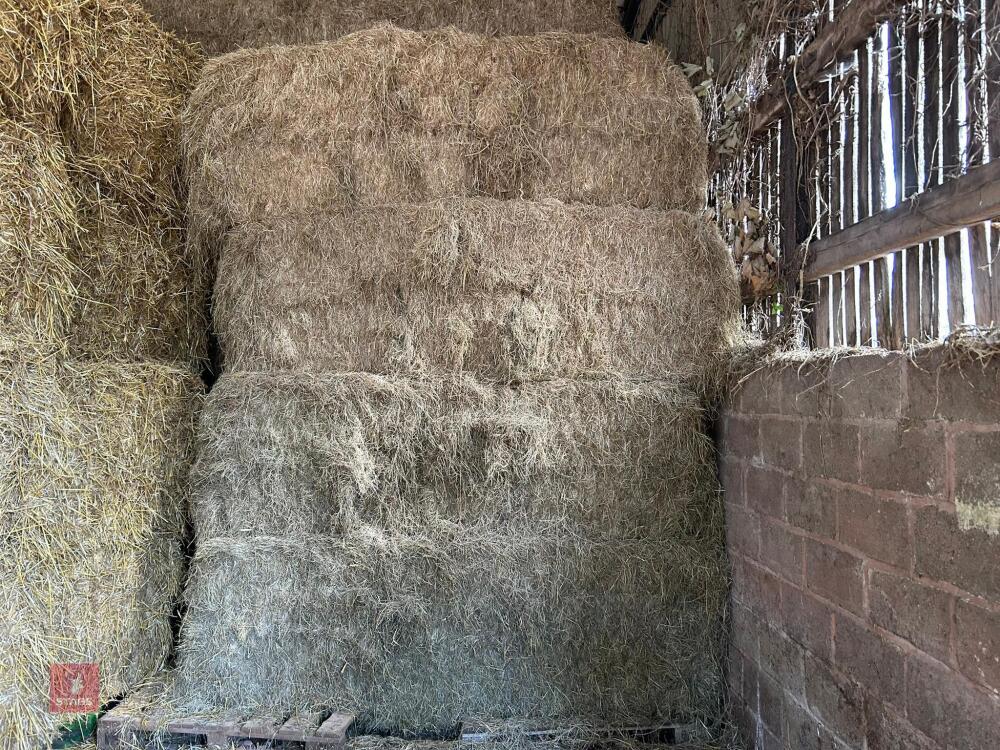 50 SQUARE BALES OF HAY (BIDS PER BALE)