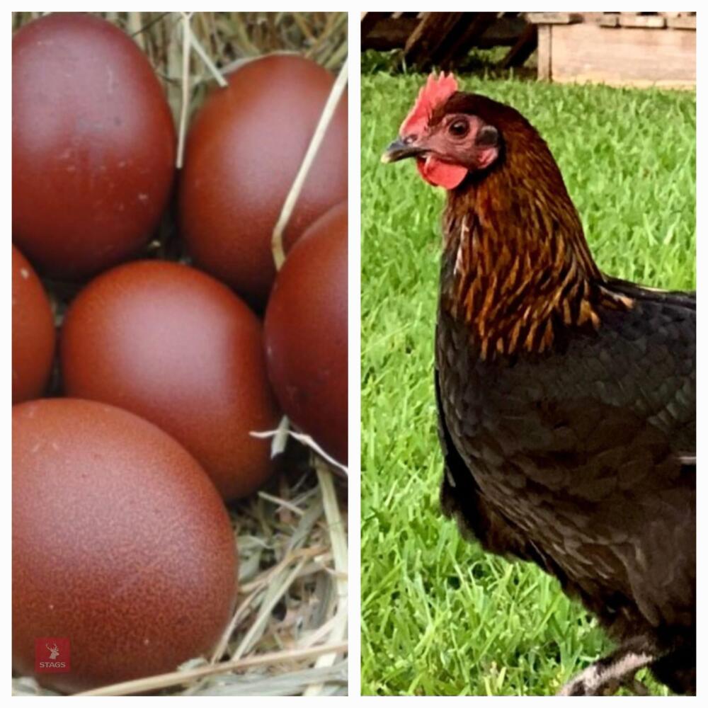 3 BLACK MARAN PULLETS BIDS PER LIFE