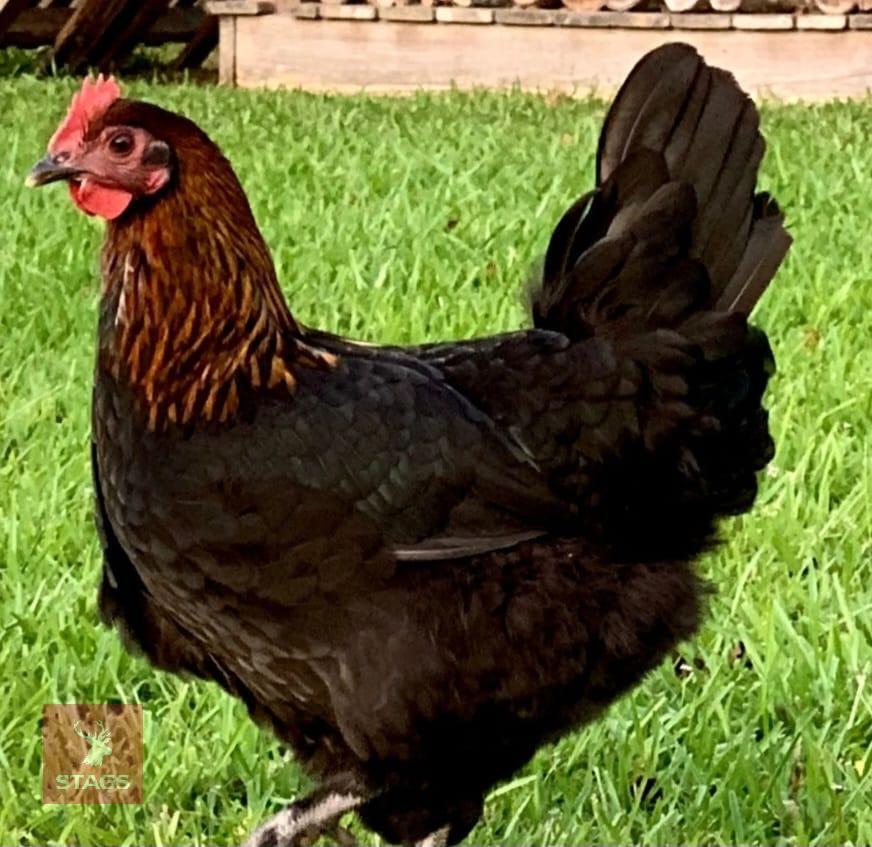 3 BLACK ROCK PULLETS BIDS PER LIFE