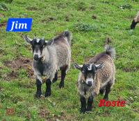 TWO PYGMY GOATS BIDS PER GOAT