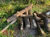 LARGE OAK LIMBS FOR LOGS - 2