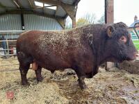 PEDIGREE RED RUBY DEVON 6YO BULL - 2