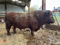 PEDIGREE RED RUBY DEVON 6YO BULL - 3