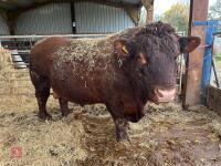 PEDIGREE RED RUBY DEVON 6YO BULL - 4