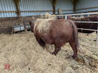 PEDIGREE RED RUBY DEVON 6YO BULL - 6