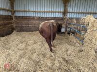 PEDIGREE RED RUBY DEVON 6YO BULL - 7