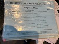 PEDIGREE RED RUBY DEVON 6YO BULL - 8