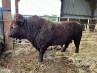 PEDIGREE RED RUBY DEVON 3YO BULL - 2