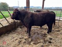 PEDIGREE RED RUBY DEVON 3YO BULL - 3