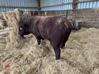 PEDIGREE RED RUBY DEVON 3YO BULL - 5