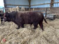 PEDIGREE RED RUBY DEVON 3YO BULL - 6