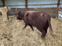 PEDIGREE RED RUBY DEVON 3YO BULL - 7