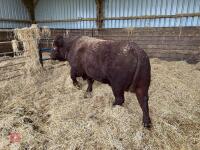 PEDIGREE RED RUBY DEVON 3YO BULL - 8