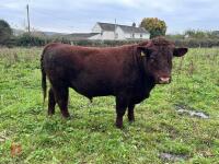 PEDIGREE RED RUBY DEVON 18MO BULL - 2