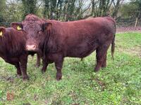 PEDIGREE RED RUBY DEVON 18MO BULL - 5