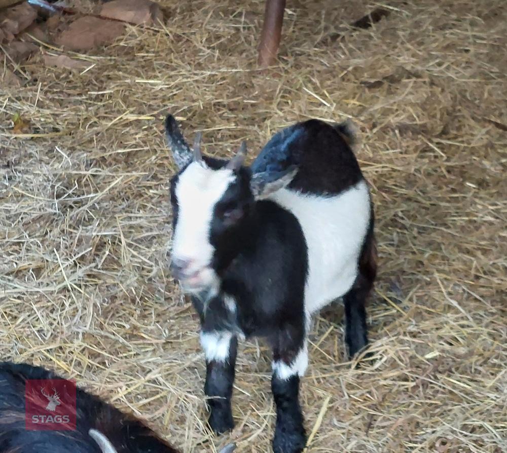 2YR PURE PYGMY NANNY GOAT