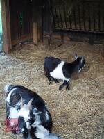 2YR PURE PYGMY NANNY GOAT - 2