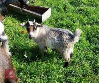 6MO PURE PYGMY WETHER GOAT