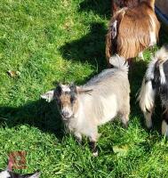 6MO PURE PYGMY WETHER GOAT - 2