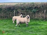 19MO KERRY HILL SHEARLING RAM - 6