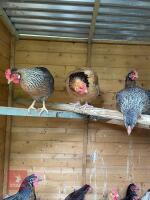 3 LIGHT SUSSEX PULLETS BIDS PER LIFE - 3