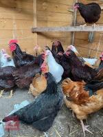 3 LIGHT SUSSEX PULLETS BIDS PER LIFE - 2