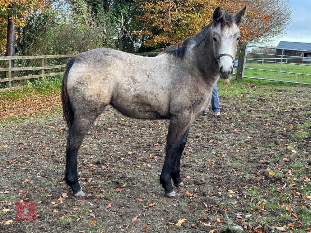 POPPY'S PIXIE MAY 2024 FILLY FOAL