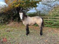 POPPY'S PIXIE MAY 2024 FILLY FOAL - 3