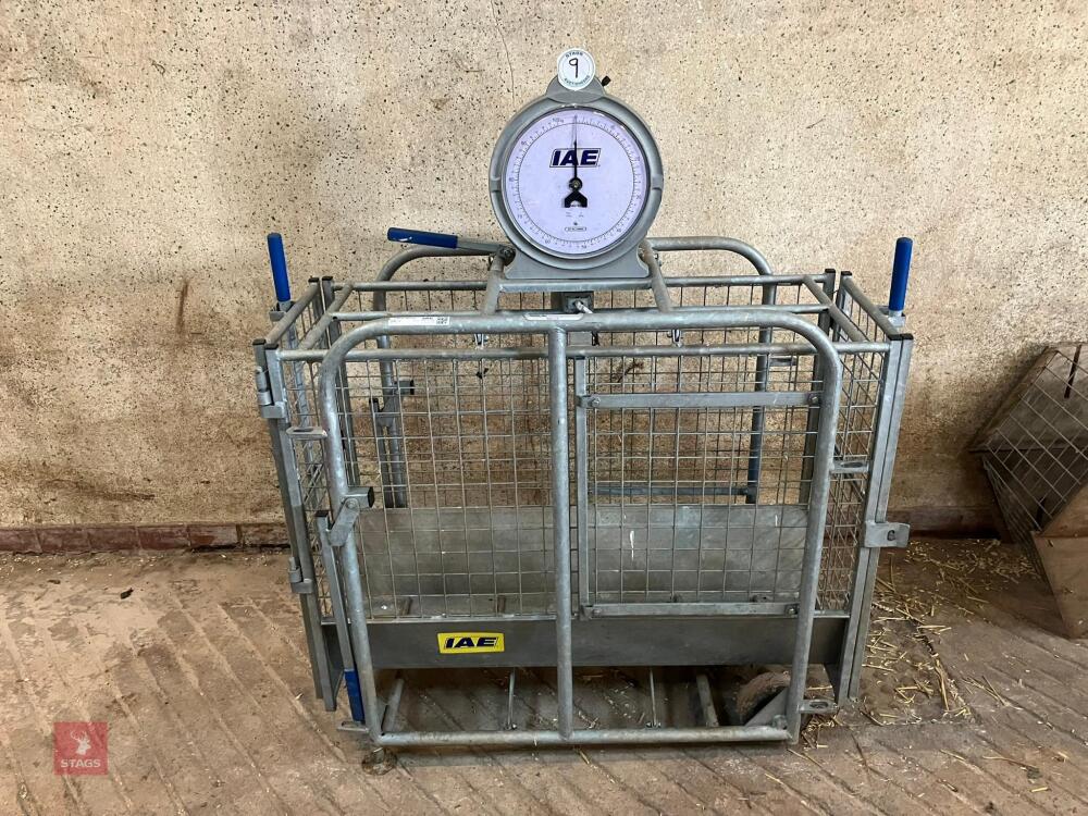 IAE GALVANISED LAMB WEIGH CRATE (9)