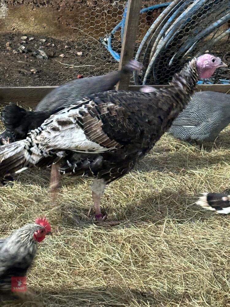 2 TURKEY POULTS BIDS FOR PAIR