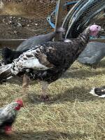 2 TURKEY POULTS BIDS FOR PAIR