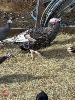 2 TURKEY POULTS BIDS FOR PAIR - 2