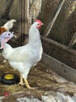 TRIO OF WHITE POL CHICKENS BIDS PER LIFE