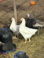 TRIO OF WHITE POL CHICKENS BIDS PER LIFE - 2