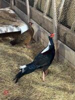 2 SWINHOE PHEASANTS BIDS PER LIFE