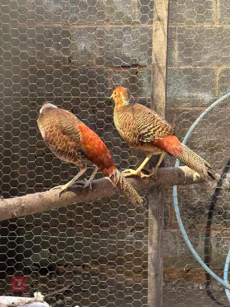 2 GOLDEN PHEASANT POULTS BIDS FOR PAIR