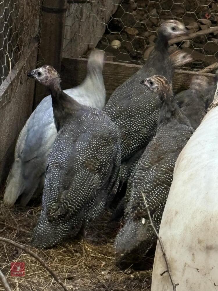 5 X 3MO GUINEA FOWL POULTS BIDS PER LIFE