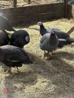 5 X 6MO GUINEA FOWL BIDS PER LIFE