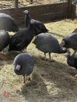 5 X 6MO GUINEA FOWL BIDS PER LIFE - 2